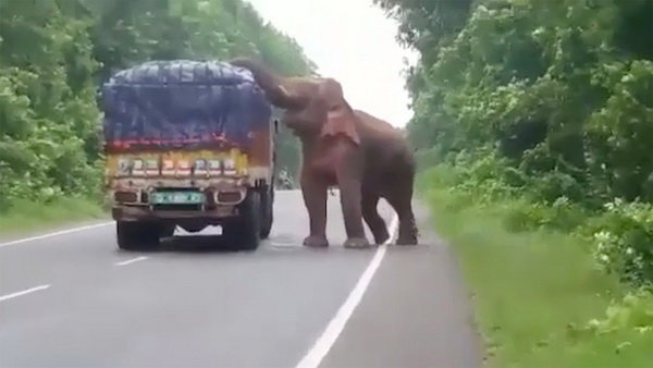 حمله فیل گرسنه به کامیون سیب‌زمینی در هند (+عکس)