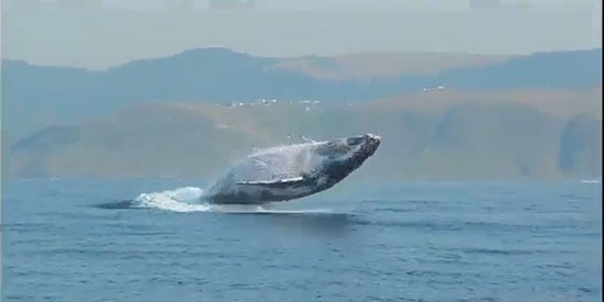 پرش دیدنی و باورنکردنی نهنگ 40 تنی بیرون از آب (+عکس)