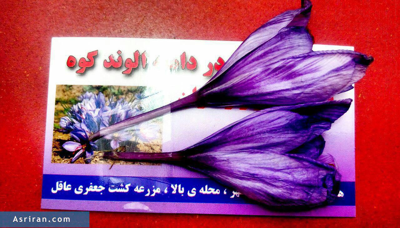 تبلیغ زنده زعفران در همدان (عکس)