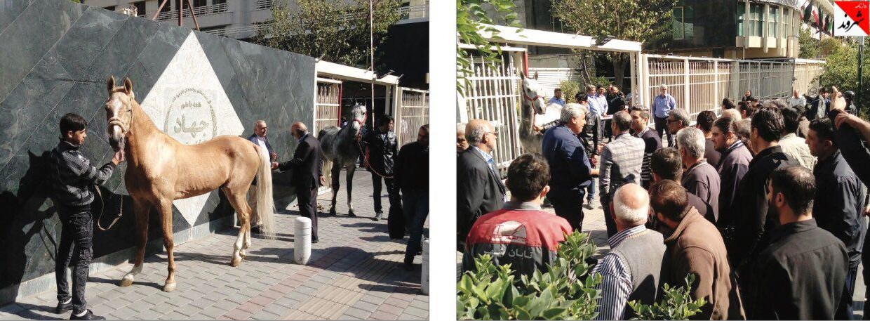 کورس «اسب»ها جلوی در وزارتخانه/ فدراسیون قاطر را جای اسب تأیید کرد!