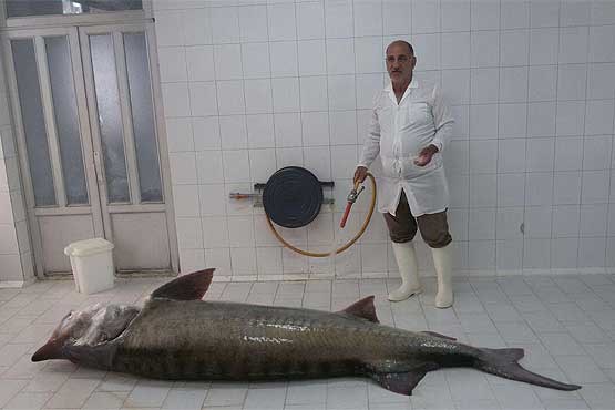 صید ماهی 205 کیلویی در آب های ساحلی گیلان (+عکس)