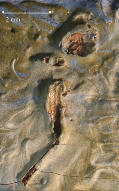کشف ملخ مرده در نقاشی ونگوگ (+عکس)