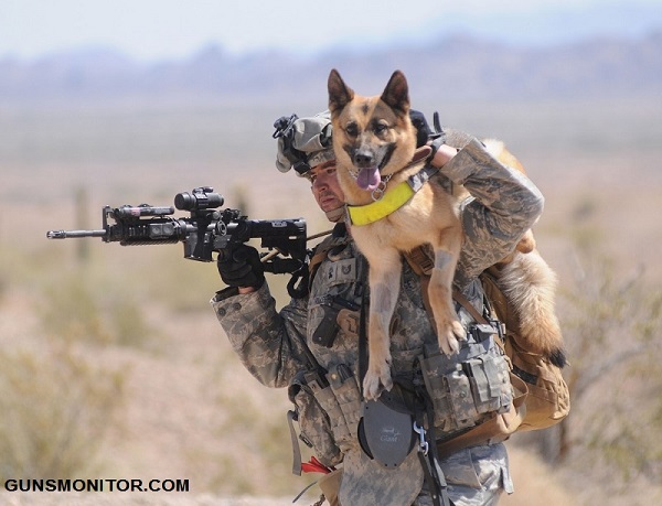 دانستنی هایی درباره سگ های نظامی! (+عکس)