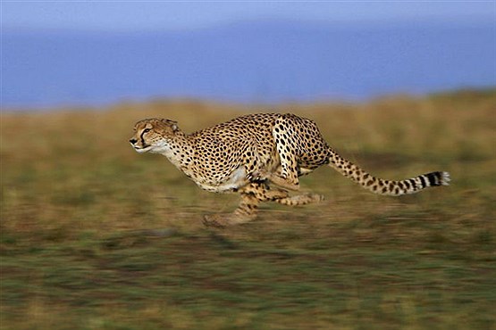 سریع ترین جانوران کره زمین (+عکس)