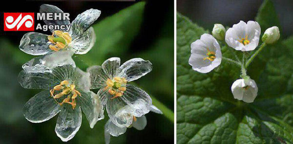این گل در هنگام بارش باران شفاف می شود (عکس)
