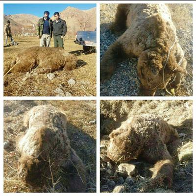 کشف لاشه خرس دفن شده از باغ یک روستا (+عکس)
