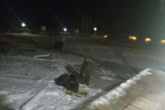 خرس ها در ایستگاه هواشناسی (عکس)