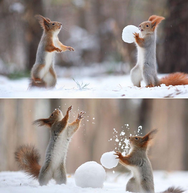 برف بازی سنجاب‌ها (عکس)