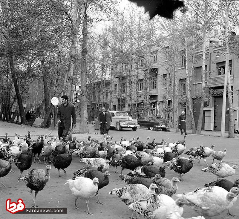 بوقلمون چرانی در خیابان های تهران (عکس)