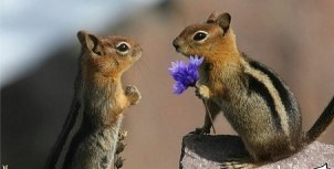 حیوانی که به شریک جنسی خود گل می دهد! (عکس)