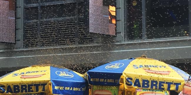 حمله زنبورها به میدان تایمز نیویورک (+عکس)