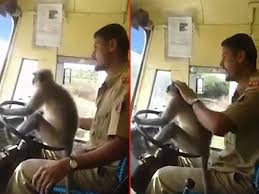 رانندگی میمون با اتوبوس سر و صدا بپا کرد! (+عکس)