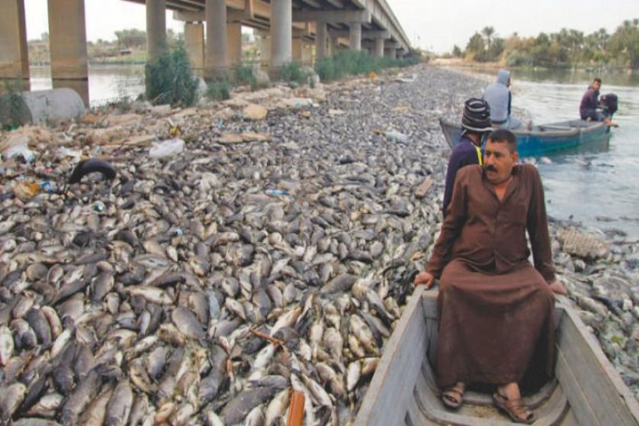 مرگ هزاران ماهی کپور در دجله و فرات (+عکس)