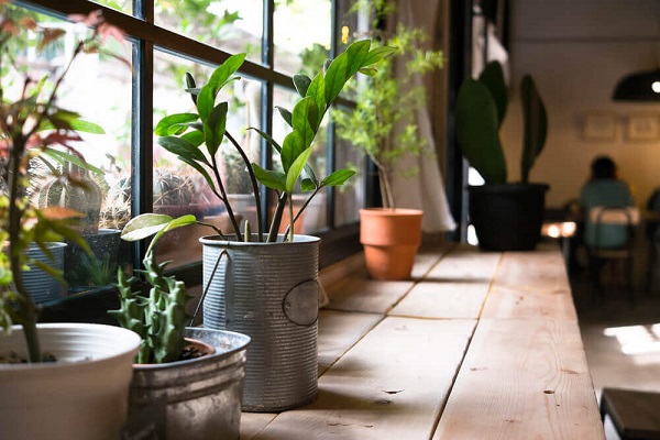از فواید سلامت نگهداری گیاهان در خانه