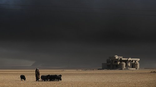 گله گوسفند یک شهروند عراقی در حومه شهر موصل