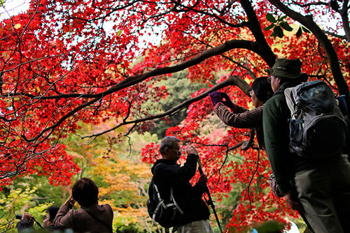 طبیعت پاییزه پارکی در یوکوهاما ژاپن
