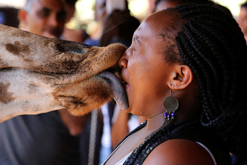 مرکز نگهداری زرافه ها در نایروبی کنیا