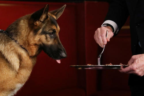 سگ برنده نمایش سالانه سگ های خانگی در نیویورک