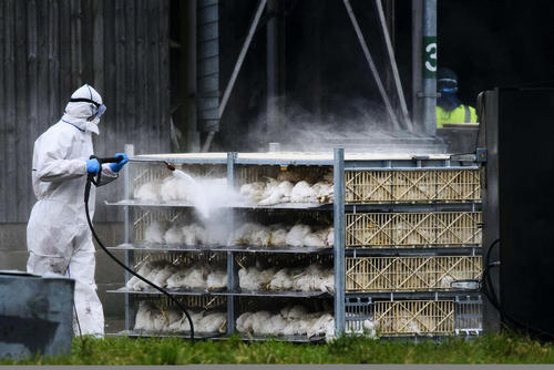 معدوم کردن هزاران مرغ آلوده به ویروس آنفلوانزا – انگلیس