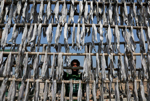خشک کردن ماهی – بمبئی هند