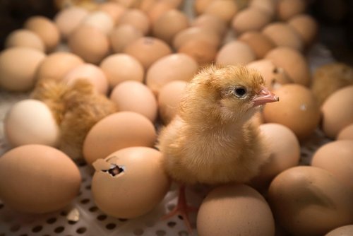 سربرآوردن جوجه از تخم در داخل دستگاه در نمایشگاه سالانه کشاورزی و دامپروری در پاریس