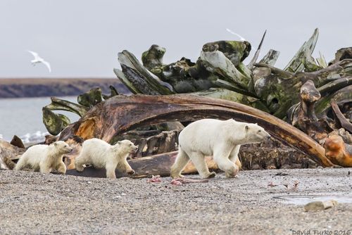 خرس قطبی مادر و دو توله اش – آلاسکا