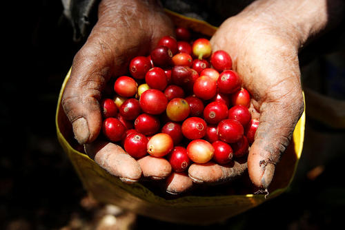 جمع آوری دانه های قهوه در کاباناس هندوراس