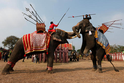 آیین های روز ملی فیل در تایلند