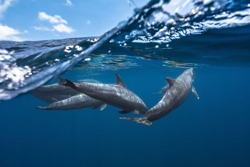 شنای دلفین ها در سواحل ماداگاسکار و موزامبیک