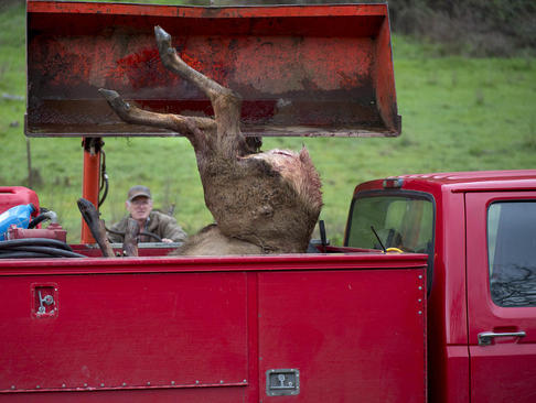 شکار گوزن ها در نزدیکی مزارع منطقه الکتون ایالت اورگان آمریکا به دلیل وارد کردن آسیب این حیوانات به مزارع . مقامات محیط زیست ایالتی به شکارچیان اجازه داده اند خارج از فصل شکار و به صورت محدود گوزن های مزاحم مزارع را شکار کنند