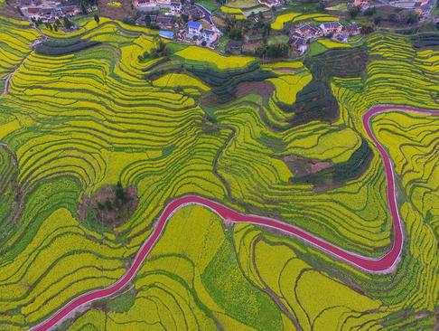 تصویری هوایی از شالیزار- چین