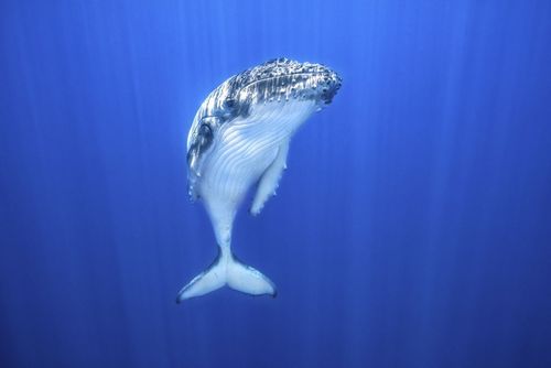 نهنگ کوهان‌دار در آب‌های قطب جنوب