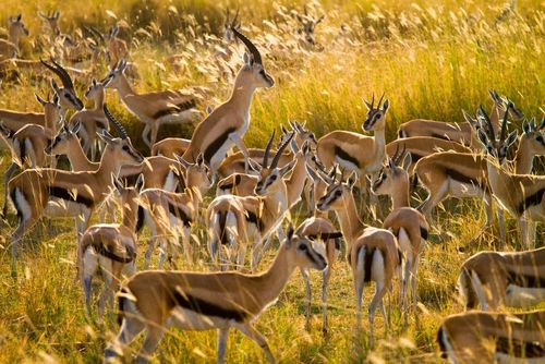 پارک ملی سرنگتی در تانزانیا