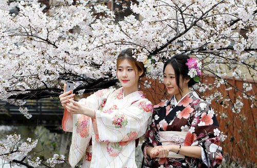سلفی گرفتن در مقابل شکوفه های درخت گیلاس – توکیو
