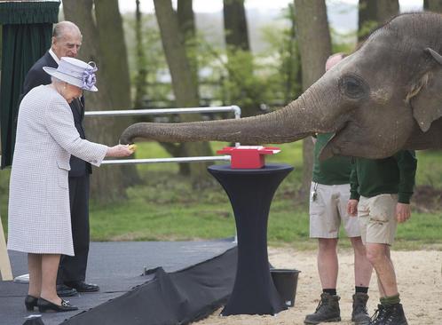 غذا دادن ملکه بریتانیا به یک فیل در باغ وحش