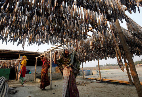 خشک کردن ماهی – بنگلادش