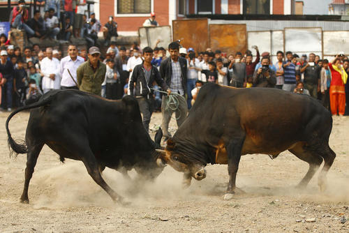 جدال گاوها – کاتماندو نپال