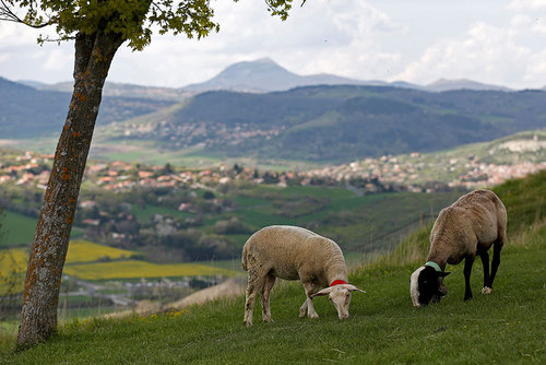 چرای گوسفندان در مراتع سبز مرکز فرانسه