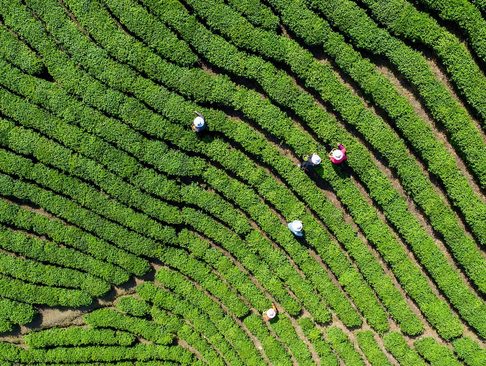 مزارع چای – چین