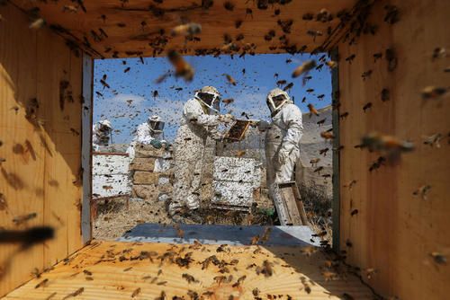 جمع آوری عسل از یک مرکز زنبورداری در منطقه رفح در جنوب باریکه غزه