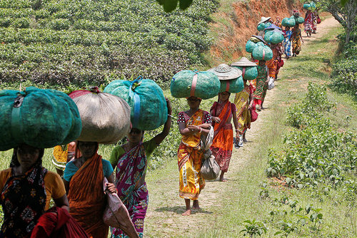 کارگران در حال حمل چای برداشت شده از یکی از مزارع چای در ایالت آگارتالا هند