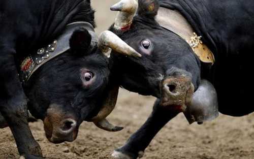 نبرد گاوهای وحشی در جریان یک جشنواره –سوییس