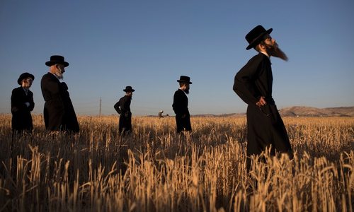 دعای یهودیان ارتدوکس همزمان با برداشت گندم از یک زمین کشاورزی. این گندم ها پس از یک سال ذخیره سازی در روز عید فصح آرد شده و از آنها نان تهیه خواهد شد- فلسطین اشغالی