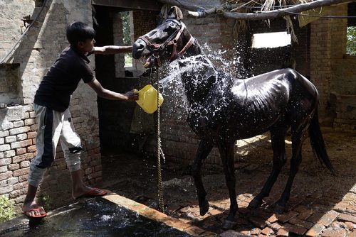 شستشوی اسب – هند