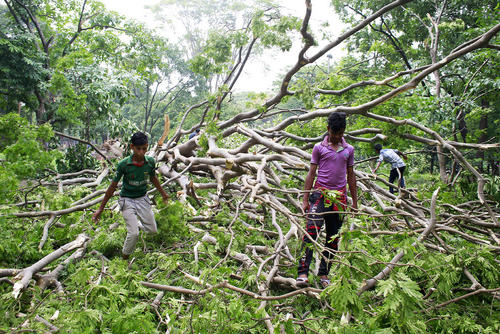 نوجوانان بنگلادشی در جستجوی پرندگان مرده از شاخسار درختان  سرنگون شده پس از یک توفان مهیب