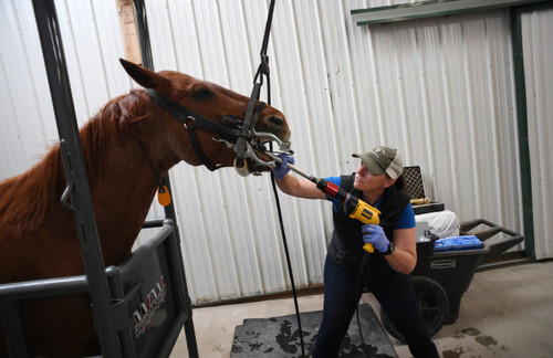 جراحی دندان روی یک اسب – کلرادو آمریکا