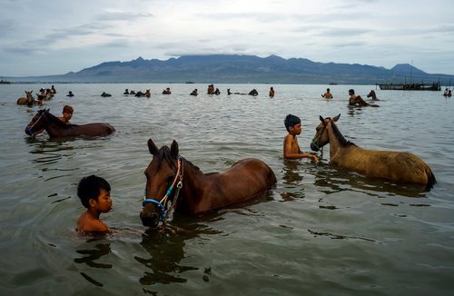 شستشوی اسب ها در رودخانه – اندونزی
