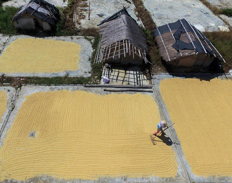 پهن کردن برنج درو شده – چین