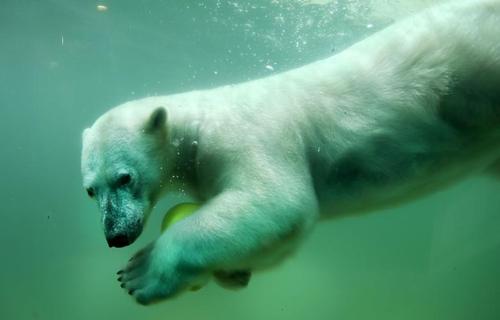  خرس قطبی در باغ وحش شهر Wuppertal آلمان 