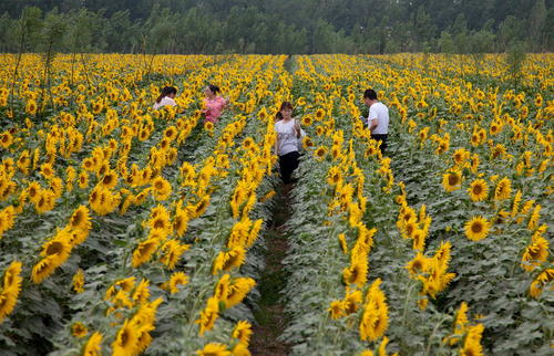 مزرعه گل آفتابگردان – چین